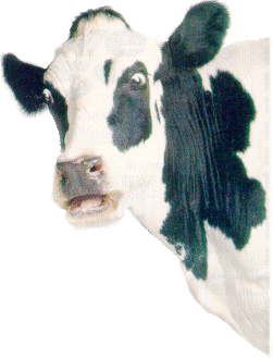 MOO!